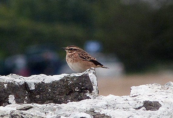 Whinchat by Michael Werndly